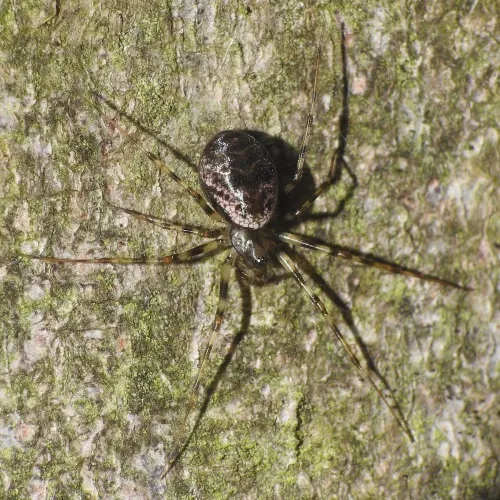 Invisible Spider - photo 5