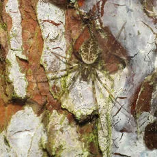 Invisible Spider - photo 6