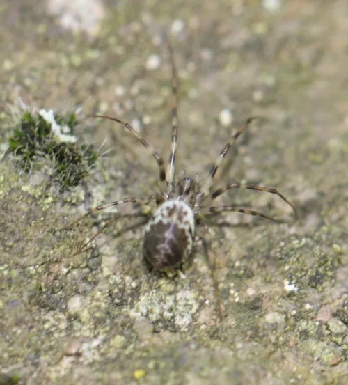 Invisible Spider - photo 7