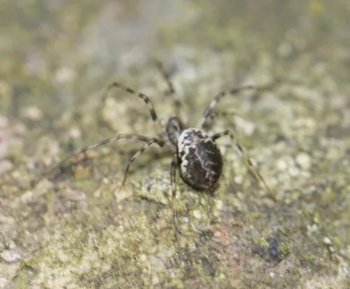 Invisible Spider - photo 8