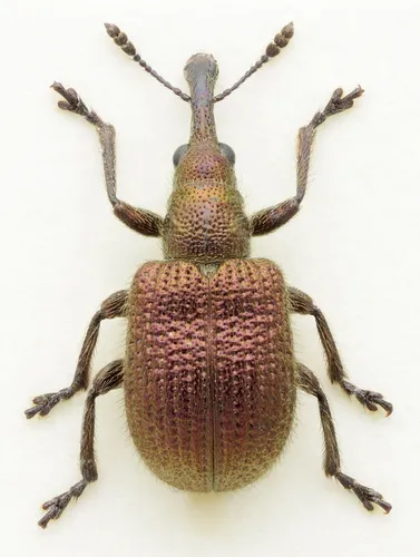 Involvulus cupreus
