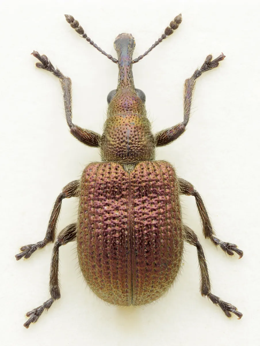 Involvulus cupreus - photo 3