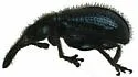 Involvulus hirtus - photo 2