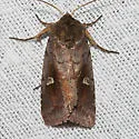 White-eyed Borer Moth - Hodges#9522 - Iodopepla u-album