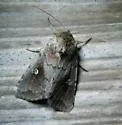 White-eyed Borer Moth - Hodges#9522 - photo 2