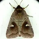 White-eyed Borer Moth - Hodges#9522 - photo 3