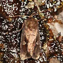 White-eyed Borer Moth - Hodges#9522 - photo 4