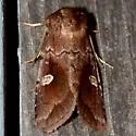 White-eyed Borer Moth - Hodges#9522 - photo 5
