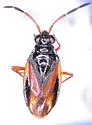 Ioscytus politus