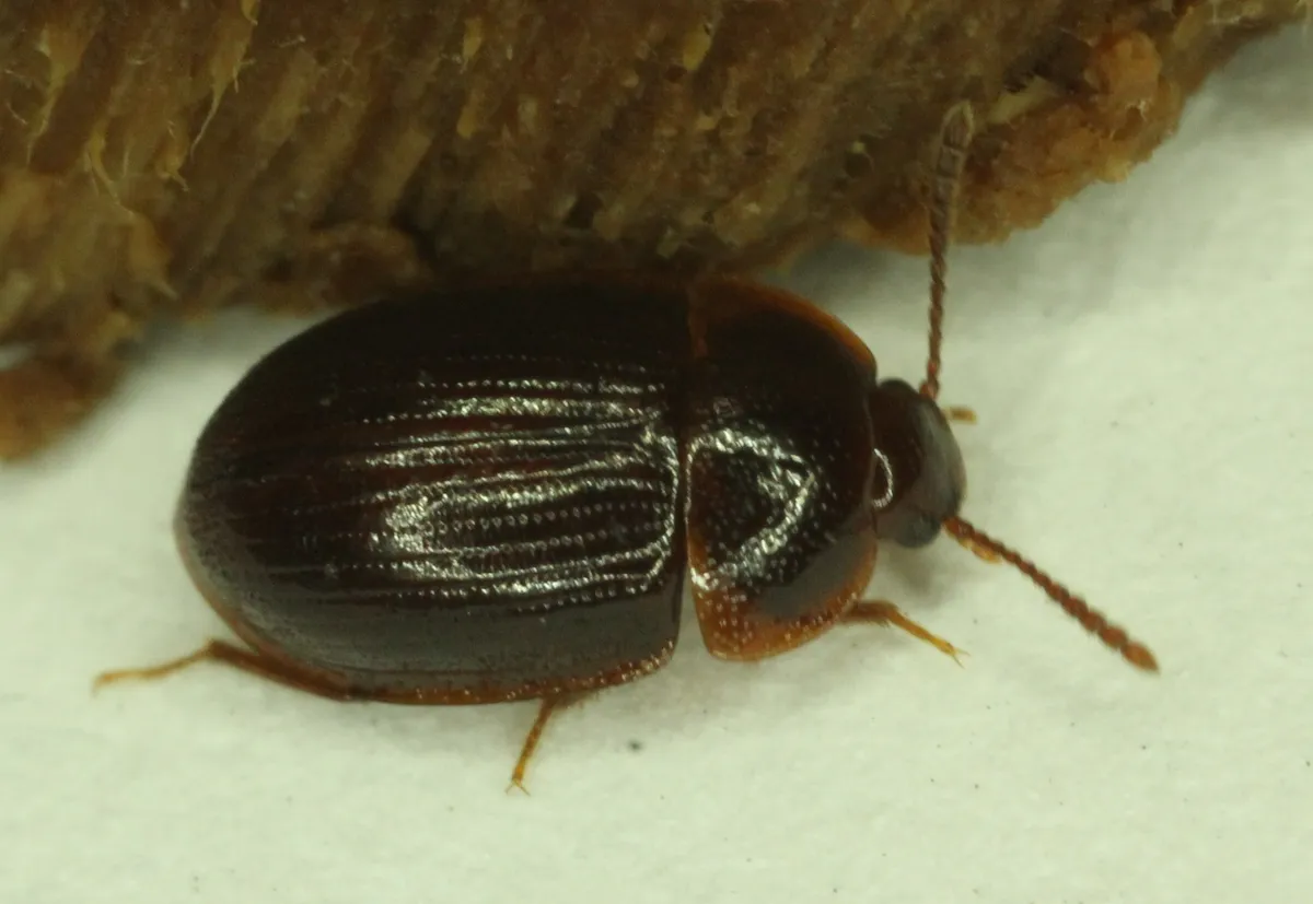 Ipelates latus - photo 2
