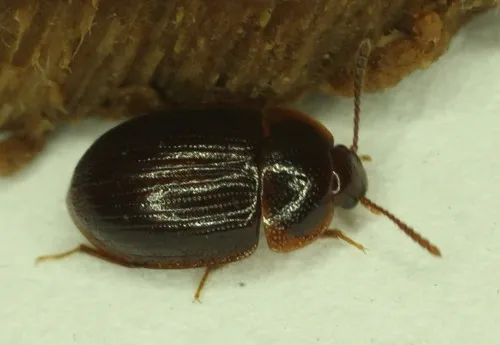 Ipelates latus - photo 3