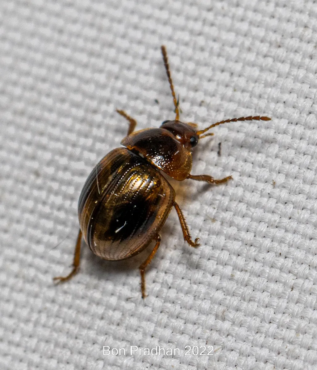 Ipelates sikkimensis