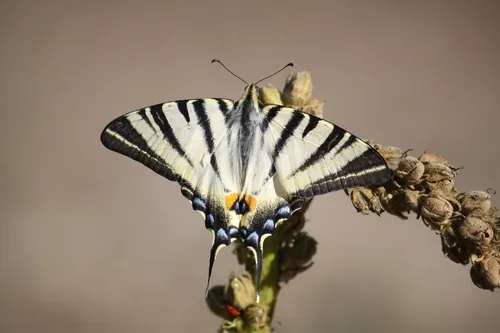 Scarce Swallowtail