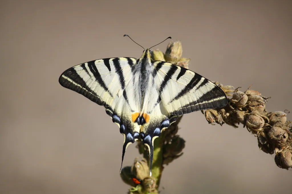 Scarce Swallowtail - photo 2
