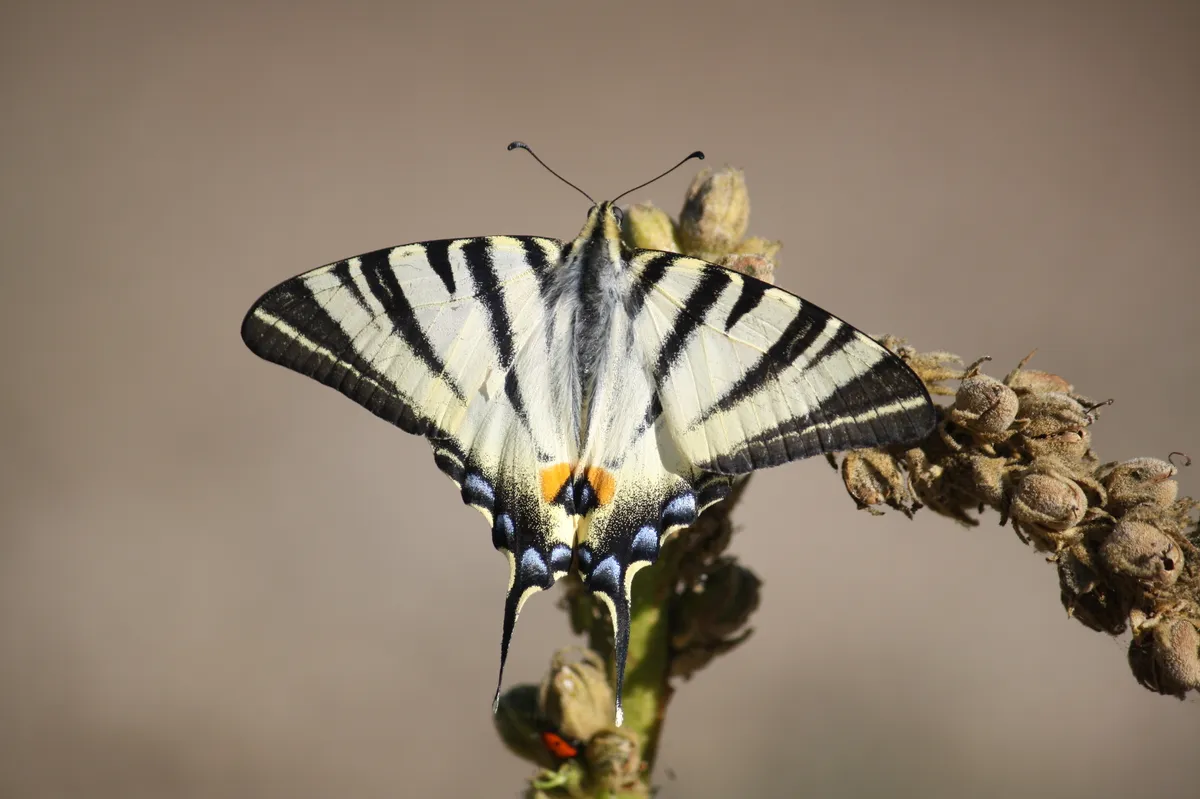 Scarce Swallowtail - photo 3