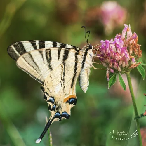Scarce Swallowtail - photo 5