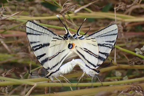 Scarce Swallowtail - photo 6