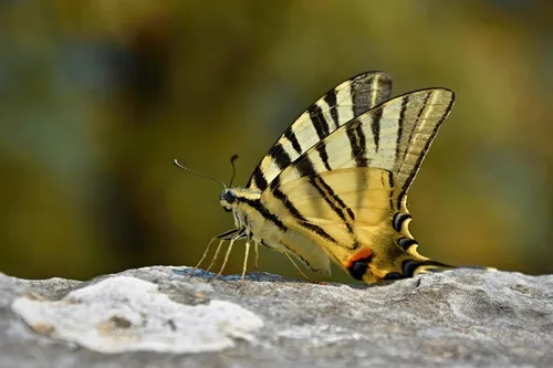 Scarce Swallowtail - photo 7