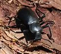 Iphthiminus lewisii