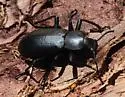 Iphthiminus lewisii - photo 2
