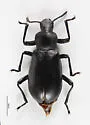 Iphthiminus lewisii - photo 4