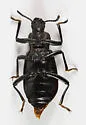 Iphthiminus lewisii - photo 5