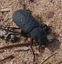 Iphthiminus opacus - photo 2