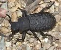 Iphthiminus opacus - photo 3