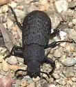 Iphthiminus opacus - photo 4