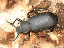 Iphthiminus serratus - photo 2