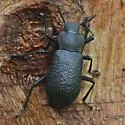 Iphthiminus serratus - photo 3