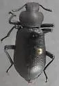 Iphthiminus serratus - photo 4