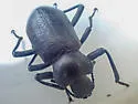 Iphthiminus serratus - photo 5