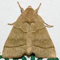 Ipimorpha nanaimo - Hodges#9552 - Ipimorpha nanaimo