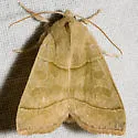 Ipimorpha nanaimo - Hodges#9552 - photo 2
