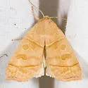 Ipimorpha nanaimo - Hodges#9552 - photo 3