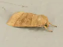 Ipimorpha nanaimo - Hodges#9552 - photo 4