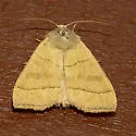 Ipimorpha nanaimo - Hodges#9552 - photo 5