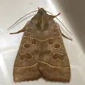 Even-lined Sallow - Hodges#9555