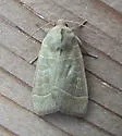 Even-lined Sallow - Hodges#9555 - photo 2