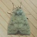 Even-lined Sallow - Hodges#9555 - photo 3