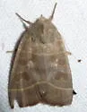 Even-lined Sallow - Hodges#9555 - photo 4