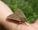 Even-lined Sallow - Hodges#9555 - photo 5