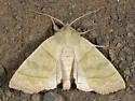 Ipimorpha viridipallida - Hodges#9553