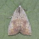 Ipnista n-sp - Hodges#8542.91 - Ipnista n-sp
