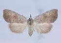 Ipnista n-sp - Hodges#8542.91 - photo 2
