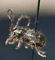 Ipochus fasciatus