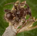 Ipochus fasciatus - photo 2
