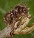 Ipochus fasciatus - photo 3