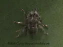 Ipochus fasciatus - photo 4